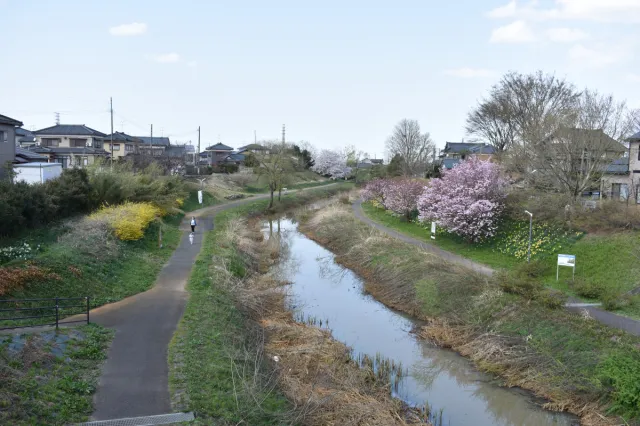 春の新津川散歩/新潟市