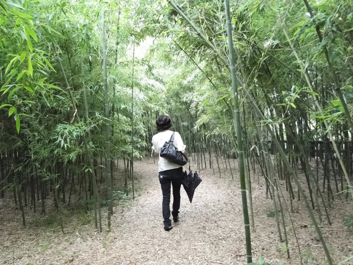 越後七不思議のひとつ！西方寺の「逆さ竹」を見てきた／新潟市