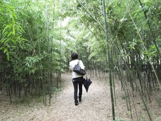 越後七不思議のひとつ！西方寺の「逆さ竹」を見てきた／新潟市