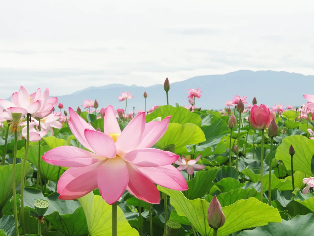 初夏の風物詩！福島潟のハスとオニバスが咲いています／新潟市