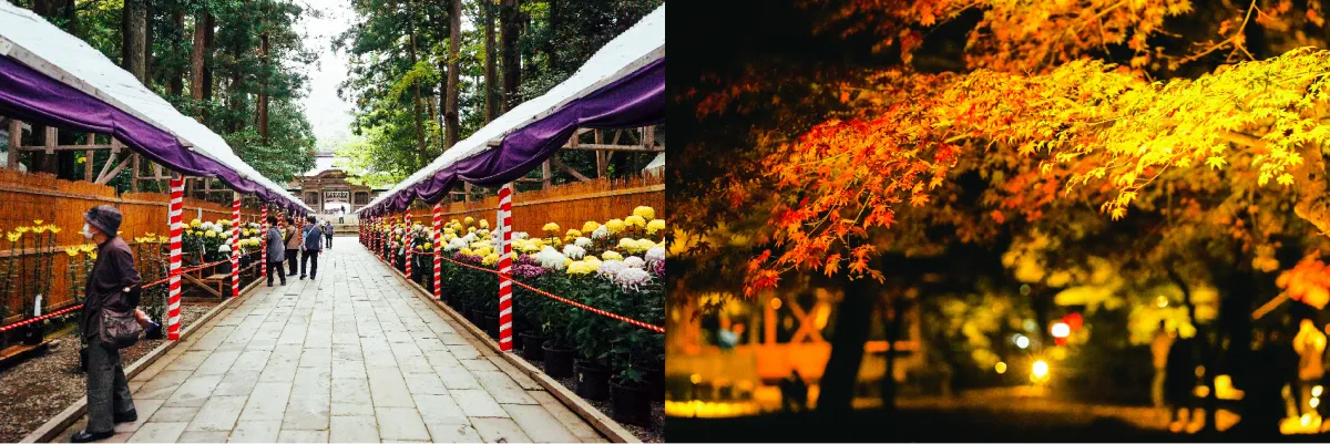 『弥彦菊まつり』と『弥彦公園もみじ谷ライトアップ』で紅葉の秋を二度たのしむ／弥彦村