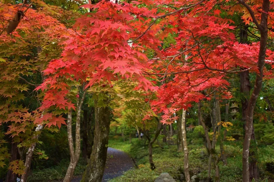 石油王ゆかりの地・紅葉の金津へ／新潟市