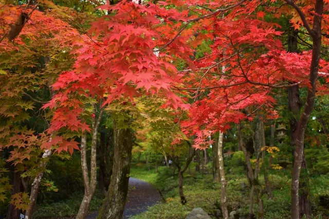 石油王ゆかりの地・紅葉の金津へ/新潟市
