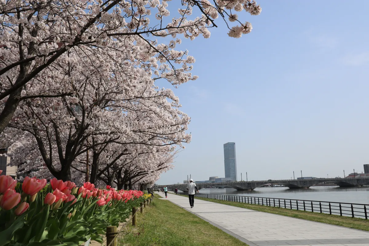 信濃川やすらぎ堤で「ウォーキングお花見」を楽しもう！／新潟市