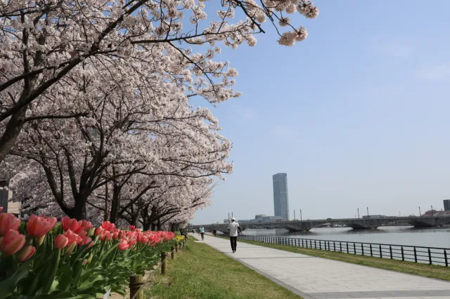 信濃川やすらぎ堤で「ウォーキングお花見」を楽しもう!/新潟市