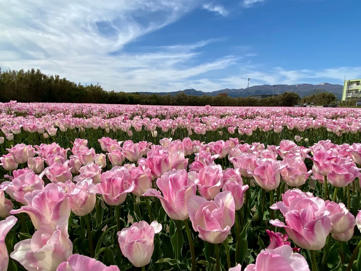 春爛漫 花ざかりの佐渡へいらっしゃい！花の達人たちに聞いた見ごろ見どころおすすめスポット／佐渡市