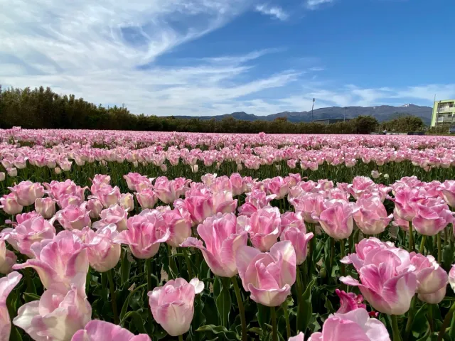 春爛漫 花ざかりの佐渡へいらっしゃい！花の達人たちに聞いた見ごろ見どころおすすめスポット／佐渡市