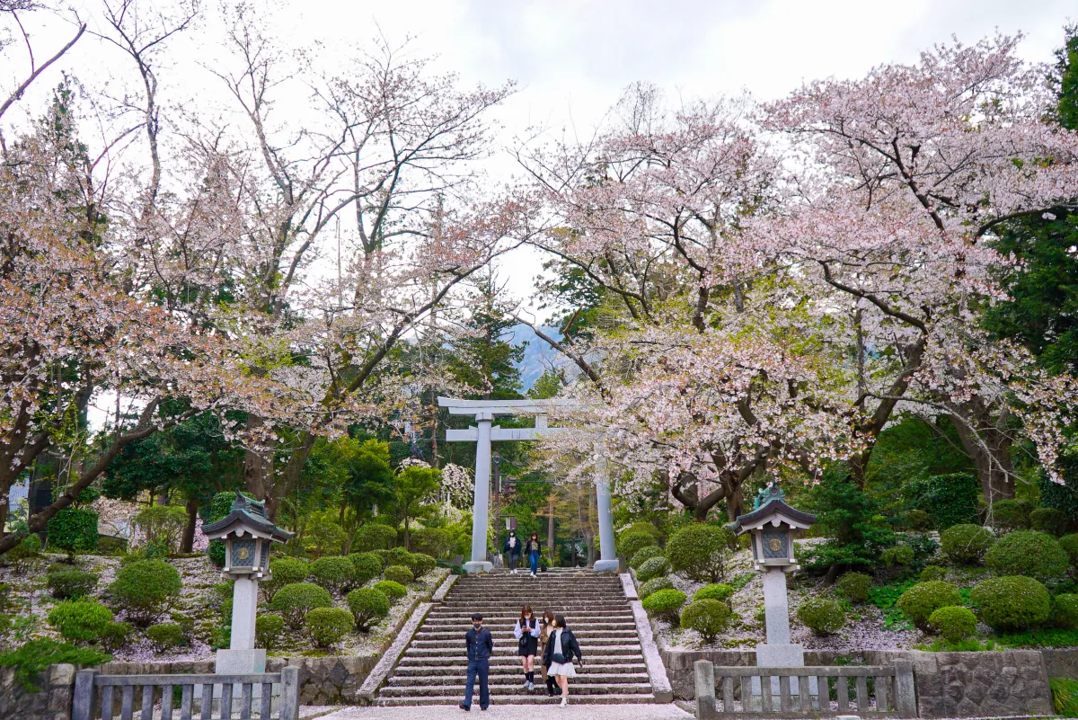 めくるめくサクラ色を訪ねて　弥彦山でみつける春の散策コース（前編）／弥彦村