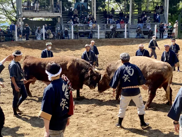 東山の自然と人々の愛情が育んだ「小千谷 牛の角突き」“推し牛”“推し勢子(せこ)”が見つかるとさらに楽しい♪/小千谷市