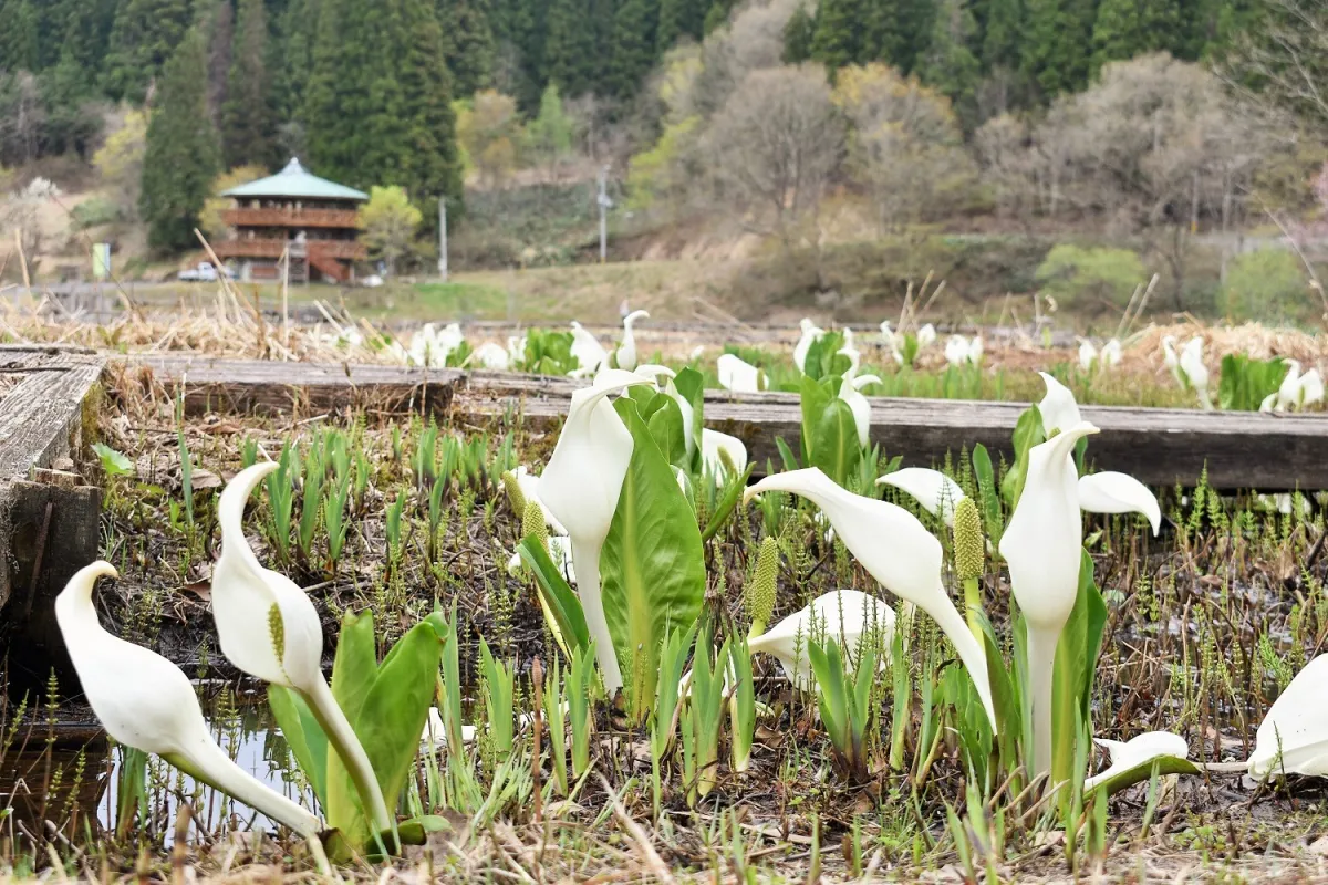 ようやく解禁！今シーズン開園初日のたきがしら湿原と大尾不動滝／阿賀町