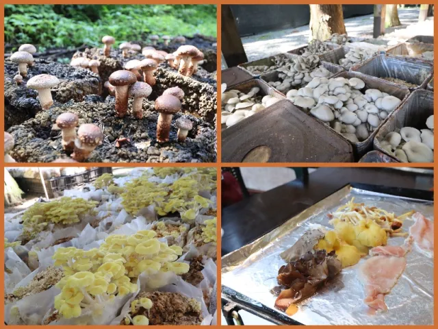 きのこ好きの聖地！「食べる、遊ぶ、体験する」が全部ある。三川観光きのこ園／阿賀町