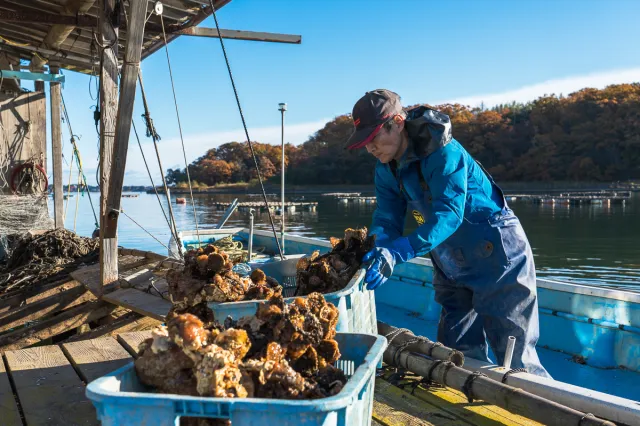 新潟ガストロノミー おいしさの裏側を求めて②――牡蠣漁師が手掛けるカフェ「caMoco Café 湖ASOBi」で6次産業化を目指す/佐渡市