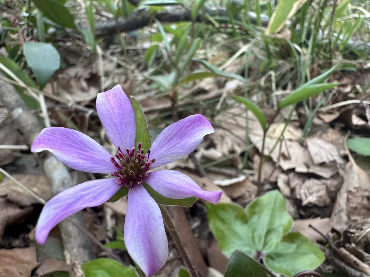 山に咲く野花の楽園ハイキング！角田山で楽しむ春の花活／新潟市