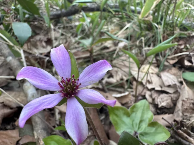 山に咲く野花の楽園ハイキング！角田山で楽しむ春の花活／新潟市