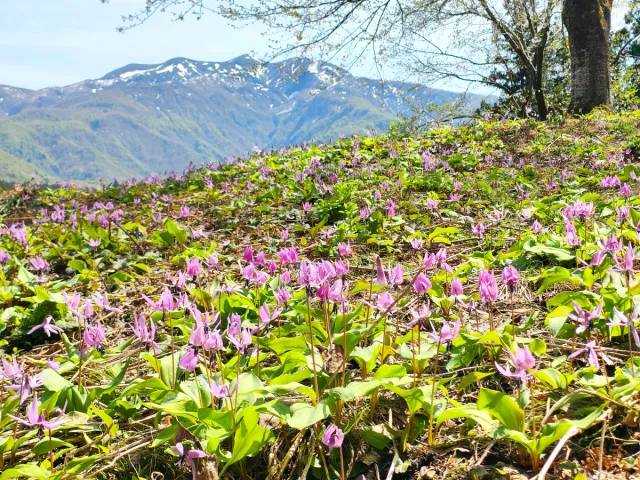 カタクリの花咲く「北五百川の棚田」でおやつを食べながら春の散策を楽しんで！／三条市