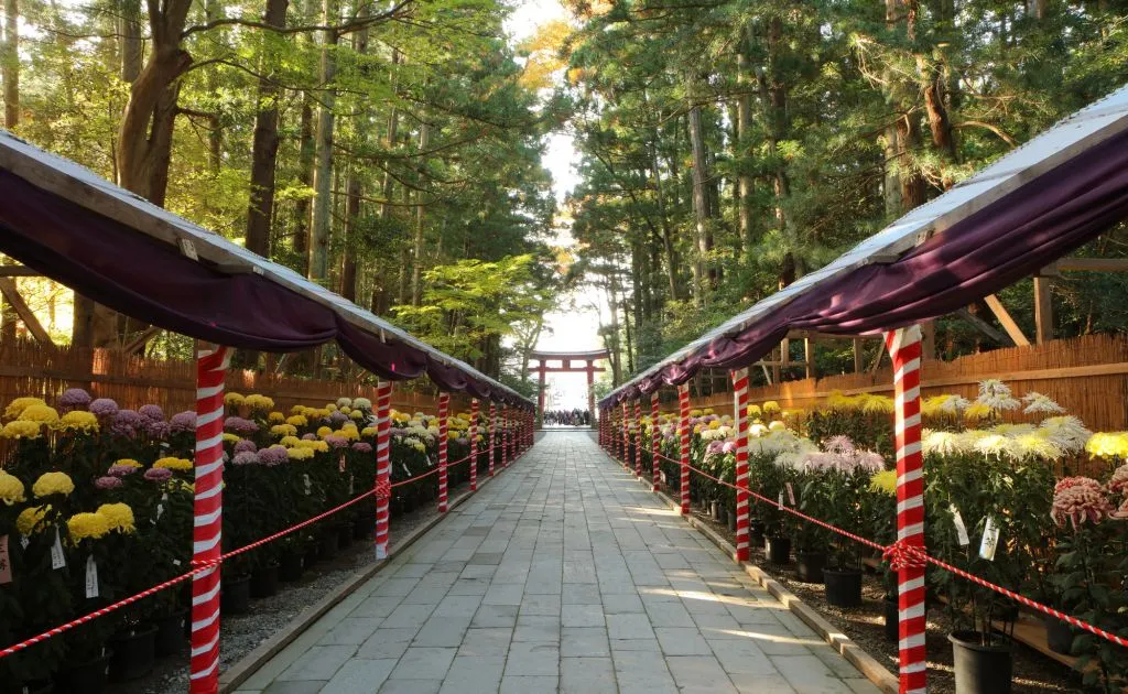 日本最大級の菊まつりと色鮮やかな紅葉を楽しむ！1泊2日 弥彦の旅