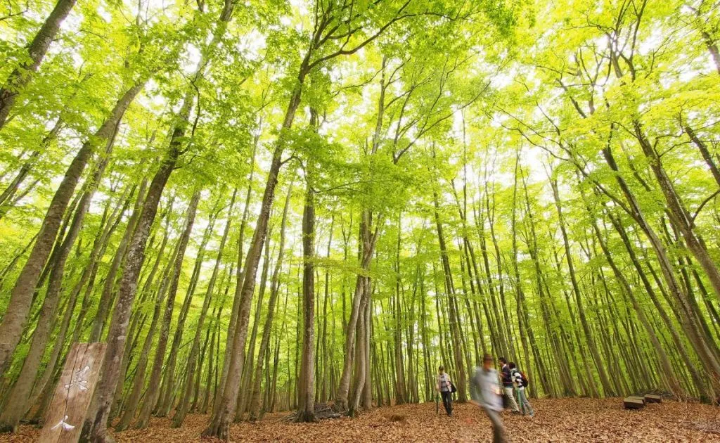 推しカラーでめぐる「にいが旅」-That's Niigata Color Green-