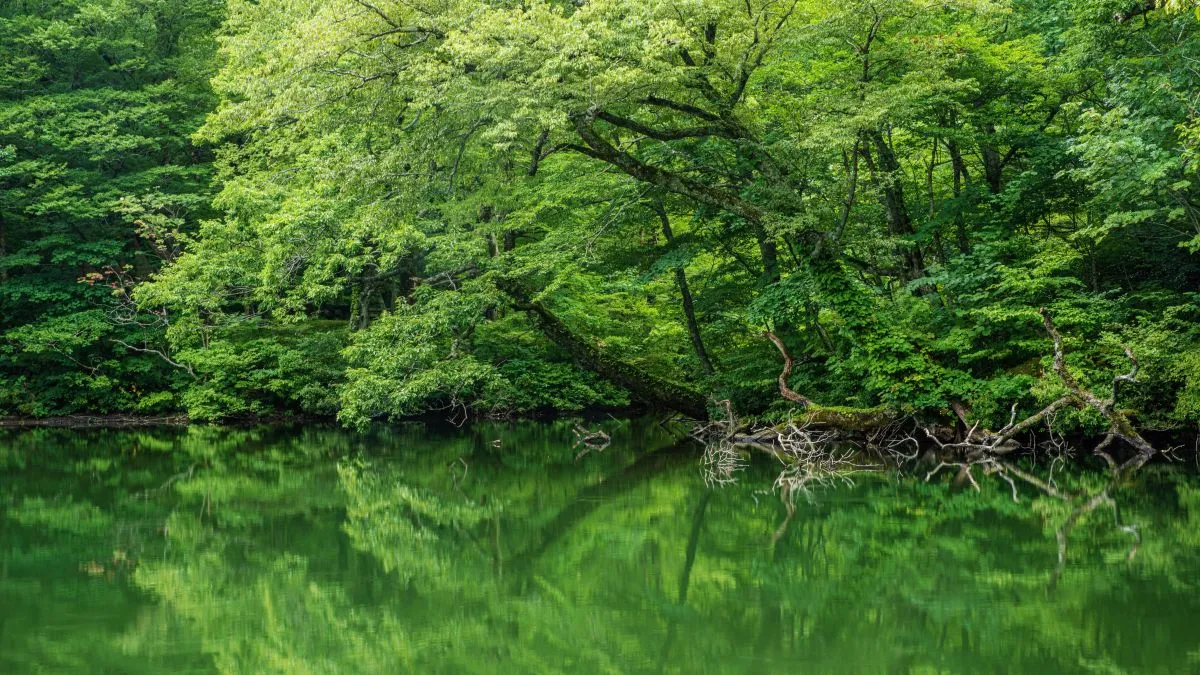 四十八ヶ所越え（杉池寄り道）コース