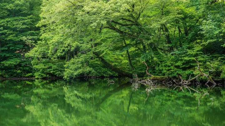 四十八ヶ所越え（杉池寄り道）コース