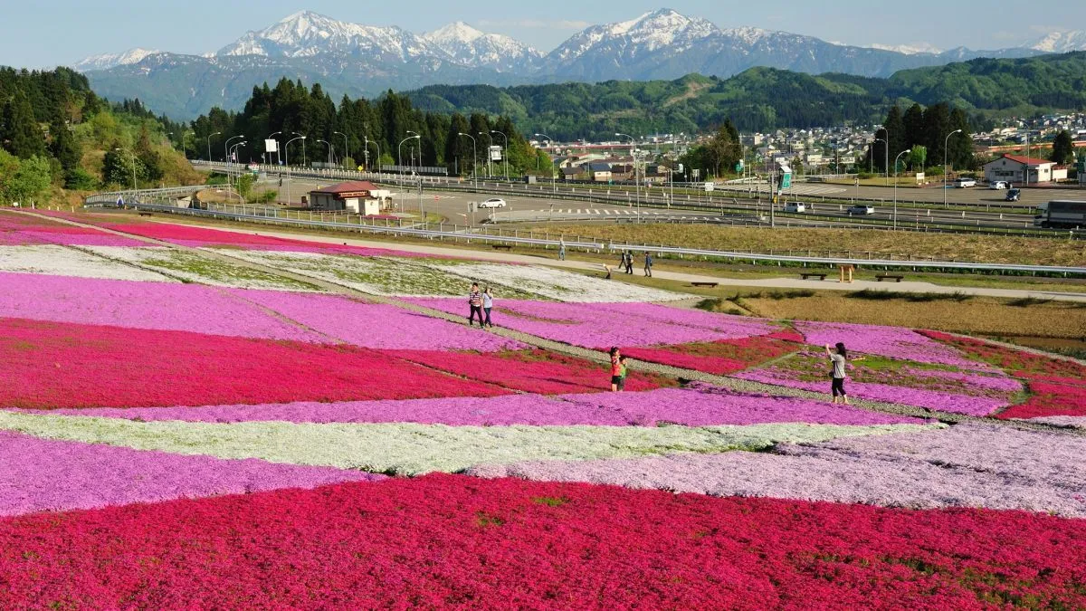 魚沼の花と絶品蕎麦・スイーツを楽しむ50km