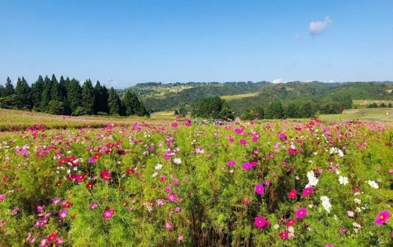 上原コスモス園