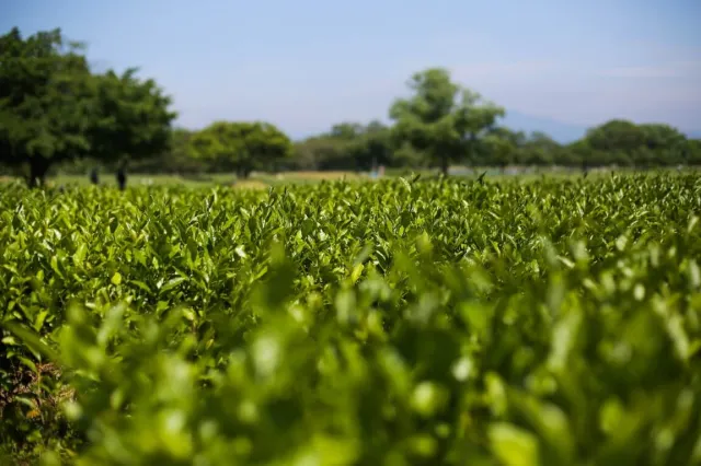 村上茶