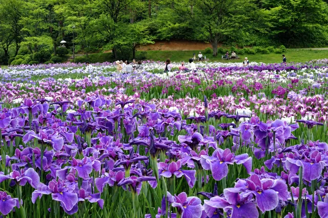 五十公野公園あやめ園