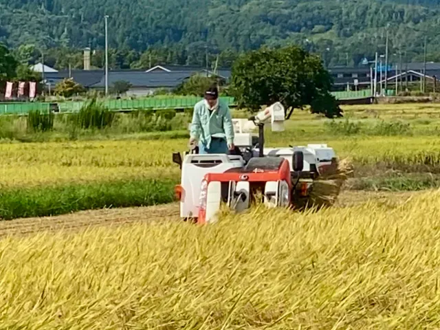 伊彌彦米（いやひこまい）