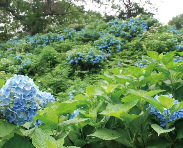 護摩堂山あじさい園