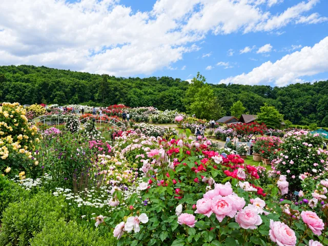 国営越後丘陵公園