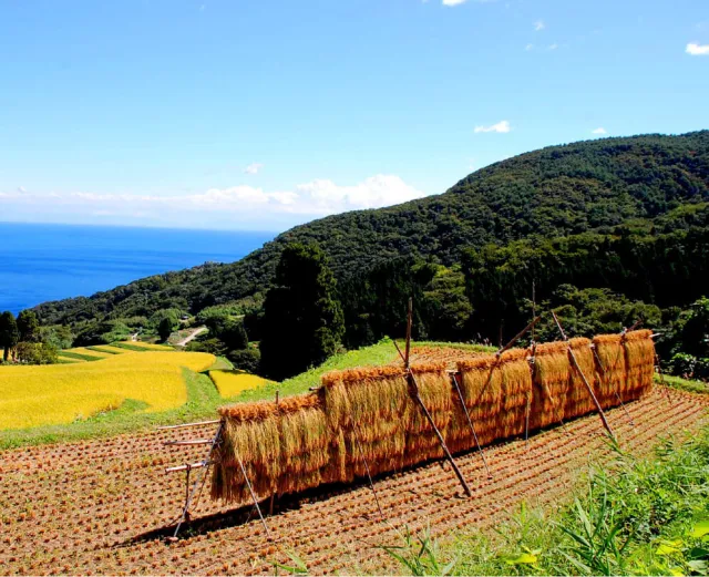 米を育む広大な平野～国中平野～