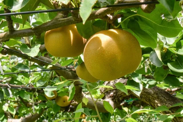 フルーツ童夢やまだ農園