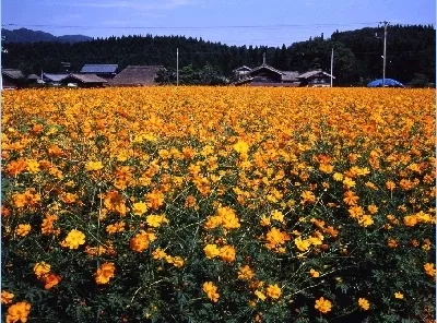 新発田市小出地区