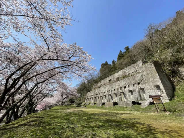 佐渡金山桜並木ライトアップ