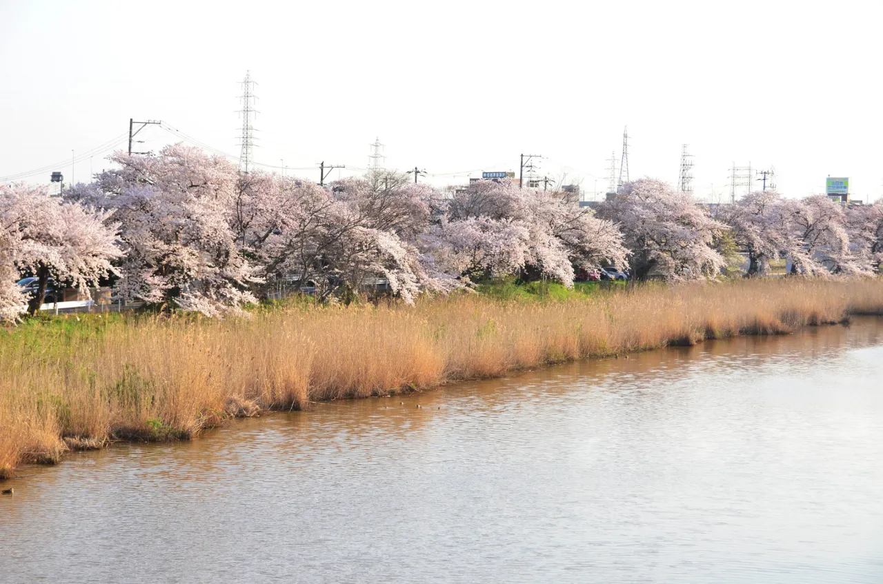 桜の名所としても知られています。