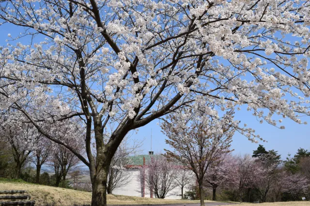 白鳥公園