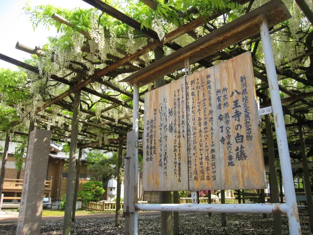 八王寺の大白藤（県天然記念物）