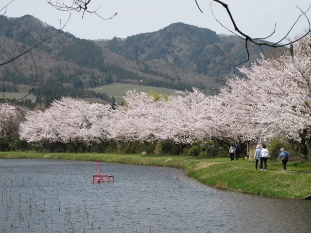 仁箇堤【桜の名所】