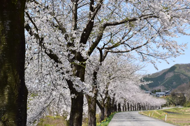 胎内川河川敷千本桜