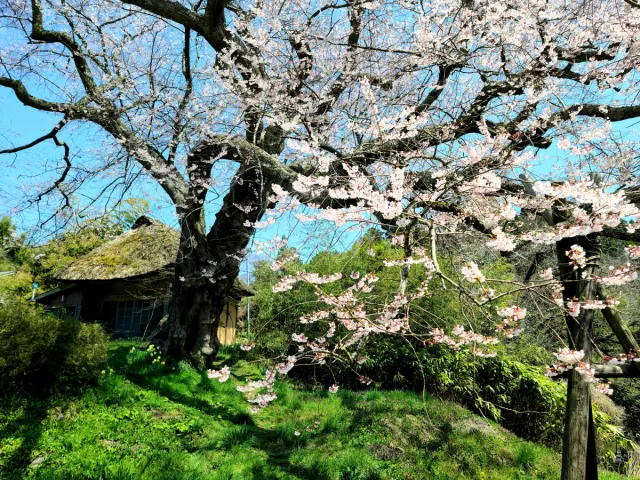 法乗坊の種蒔き桜