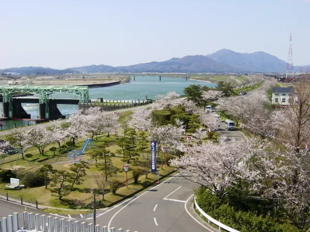 大河津分水桜並木