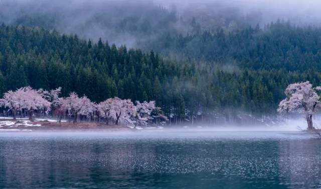 中子の桜