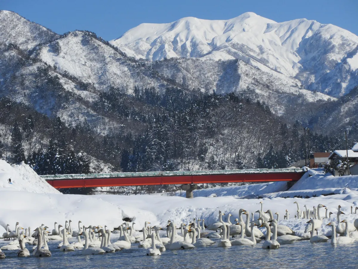 粟ヶ岳と白鳥