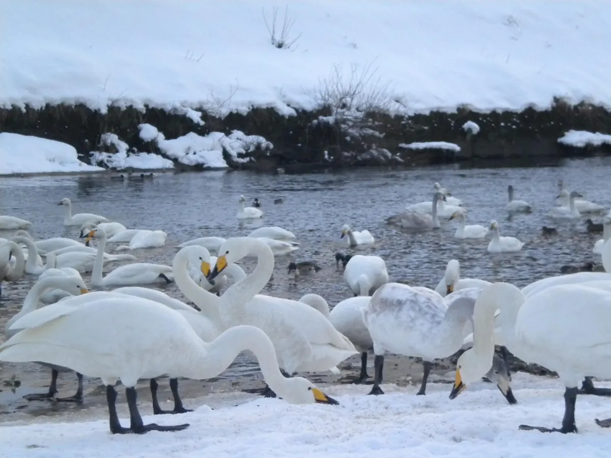 白鳥の郷公苑