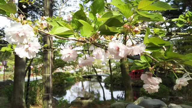 乙宝寺のきのとざくら
