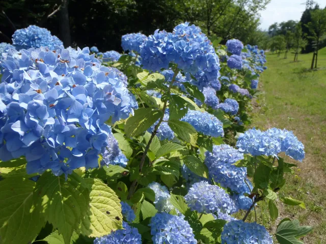 美山公園