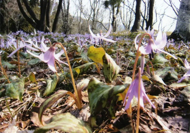 高内山のカタクリ