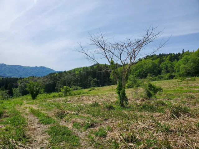 草原・山（滝谷森林公園裏）