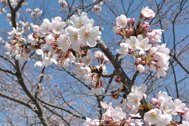 桜