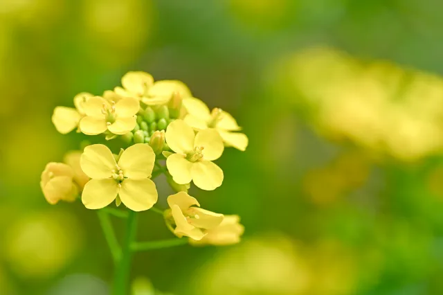 菜の花